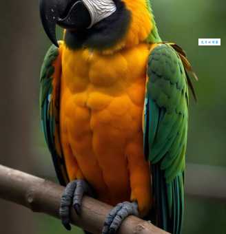 橙翅亚马逊鹦鹉好养吗？新手养鹦鹉看这里！