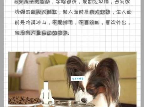 蝴蝶犬好养吗?这几种情况你需要提前了解!