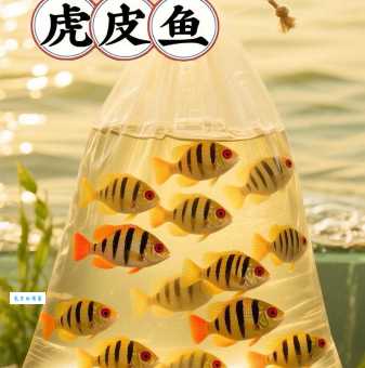 虎皮鱼怎么养才好？新手养鱼看这篇就够了！