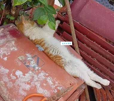 晒晒你家的伏地魔猫！这几只简直神还原！