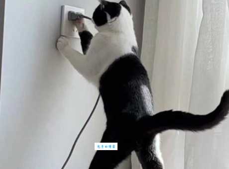 晒晒你家的伏地魔猫！这几只简直神还原！