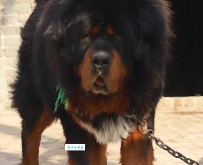 世界上最大的藏獒王是谁？它的身世背景揭秘！