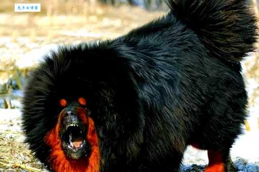 世界上最大的藏獒王是谁？它的身世背景揭秘！