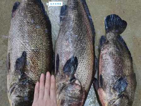 赤魟鱼品种有哪些？常见稀有品种全介绍！