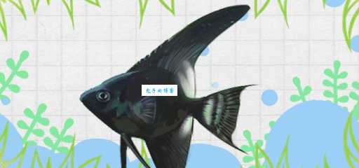 养黑神仙需要注意什么？这些误区要避开！