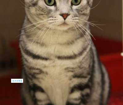 苏格兰折耳猫价格高吗？影响因素看这里！