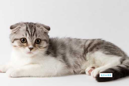 苏格兰折耳猫价格高吗？影响因素看这里！