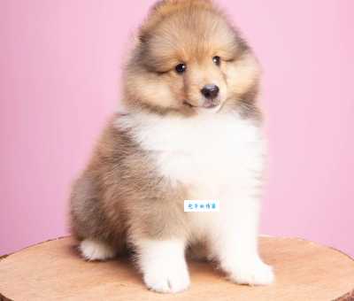 喜乐蒂牧羊犬价格多少钱？看完这篇你就懂了！