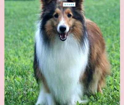 喜乐蒂牧羊犬价格多少钱?看完这篇你就懂了!