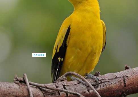 黄鸟是什么鸟？常见的几种黄鸟你认识吗？