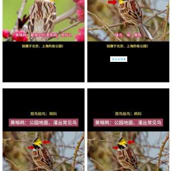 黄鸟是什么鸟？常见的几种黄鸟你认识吗？