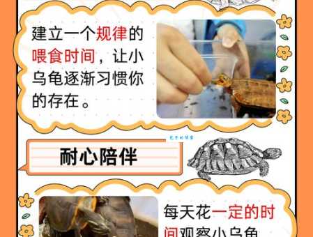 深入了解乌龟的生活习性，让你成为称职的养龟达人！