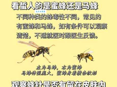 发现僵尸蜜蜂怎么办？这些处理方法很有效！