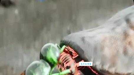 发现僵尸蜜蜂怎么办？这些处理方法很有效！