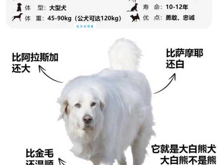 大白熊犬价格高值得买吗？看完再决定不后悔！