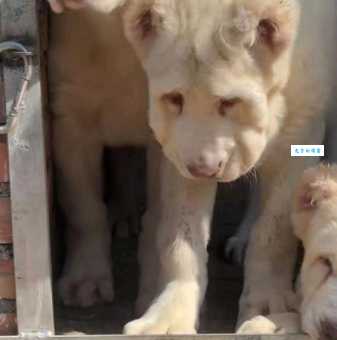 大白熊犬价格高值得买吗?看完再决定不后悔!