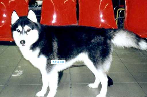 购买雪狼狗价格贵不贵？内行人告诉你真相！