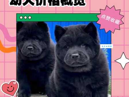 购买雪狼狗价格贵不贵？内行人告诉你真相！