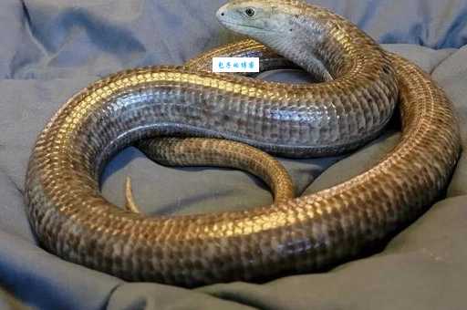 圣蜥是什么生物？它的神秘之处你了解吗？