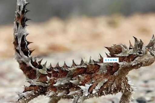 圣蜥是什么生物?它的神秘之处你了解吗?