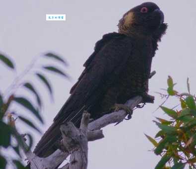 养白尾黑凤头鹦鹉难不难?新手养殖技巧大公开!