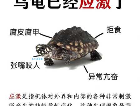 影响豹龟价格的因素有哪些?专家告诉你真相!