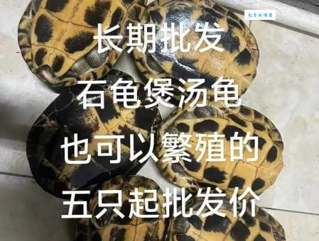 影响豹龟价格的因素有哪些？专家告诉你真相！