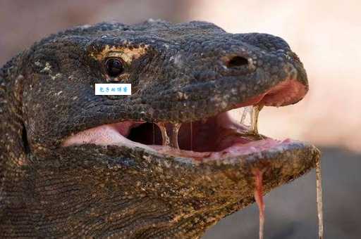 毒蜥的毒液从何而来？它身体里藏着什么玄机？