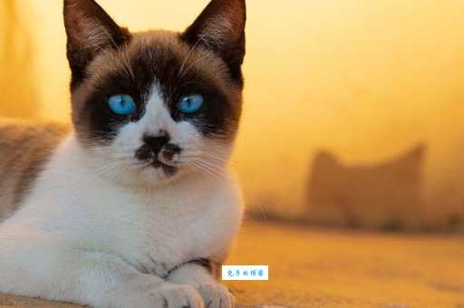 雪鞋猫有什么特点？深入了解这种独特猫咪！