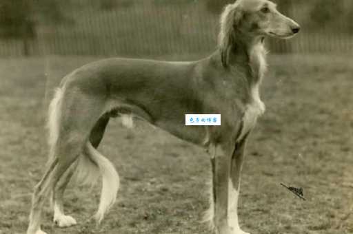 萨路基猎犬多少钱一只？市场价格详细解析！