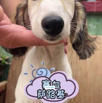 萨路基猎犬多少钱一只？市场价格详细解析！