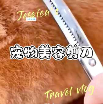 狗狗美容工具怎么选？这些神器让你事半功倍！