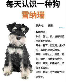 雪纳瑞俱乐部会费贵吗？来看看真实费用详情！