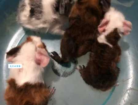 逆毛绒豚是什么？带你认识这种特别的宠物！