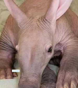 逆毛绒豚是什么？带你认识这种特别的宠物！