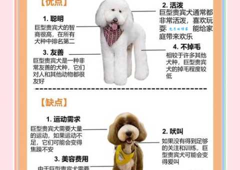 养超大型犬要注意什么？新手铲屎官看完不踩雷！