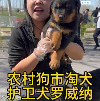 洛威犬好不好养？资深狗主分享日常护理经验！