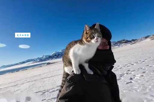 猫市长火遍全网，它到底有哪些迷人之处？