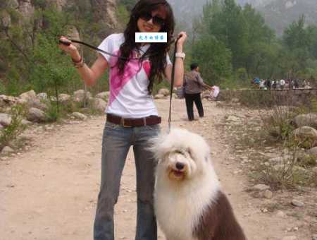 英国古代牧羊犬价格波动大?新手必看选购攻略!