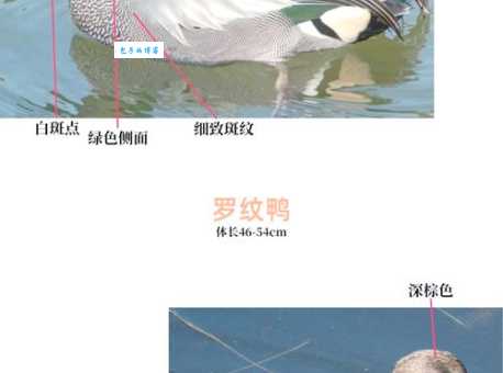 哪里可以买到冠鸭？挑选健康小鸭有技巧！