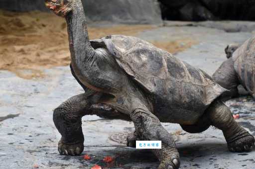 橄榄蟒能长多大？了解它们的真实体型与寿命！