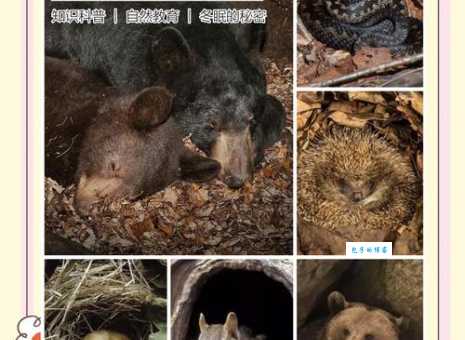 土拨鼠会冬眠吗？这些冬眠趣事你知道吗？