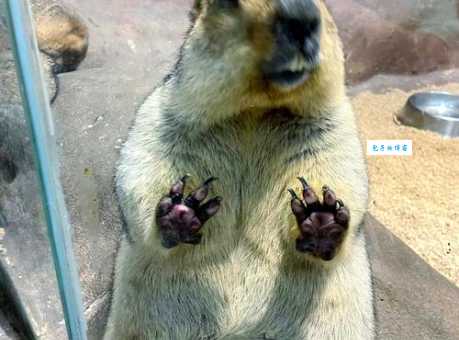 土拨鼠会冬眠吗?这些冬眠趣事你知道吗?