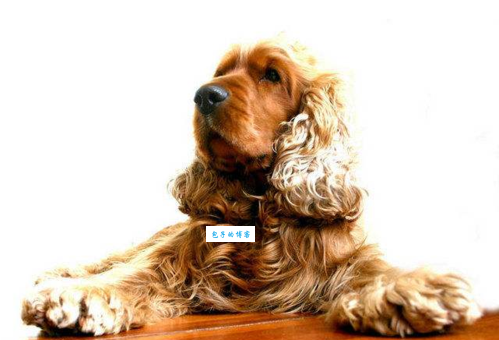 可卡英是从什么植物中提炼而成的?答案让人震惊!