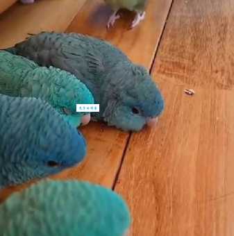 横斑鹦鹉的寿命多长？学会这些方法让它活得久！