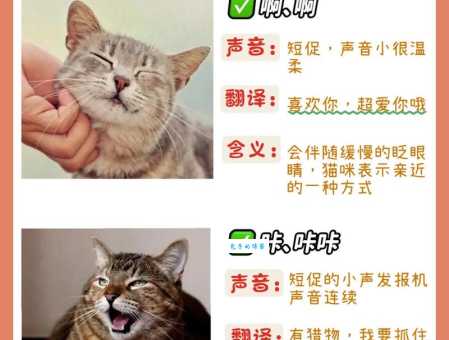 猫可以发出多少种声音？专家揭秘猫咪语言大解析！