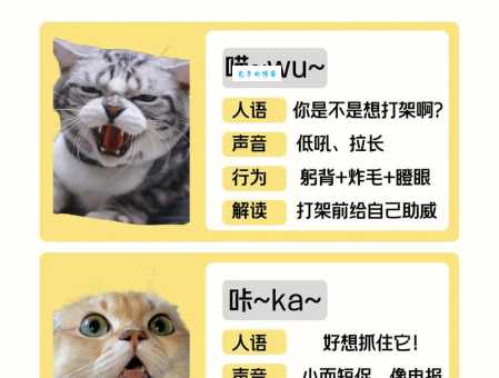 猫可以发出多少种声音?专家揭秘猫咪语言大解析!