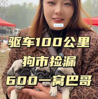 八哥犬多少钱一只纯种？教你辨别价值！