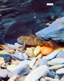 维多利亚肺鱼怎么养？资深鱼友分享经验！