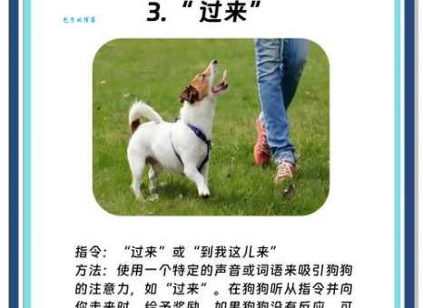 怎么训狗才听话？这几个小技巧你一定要知道！